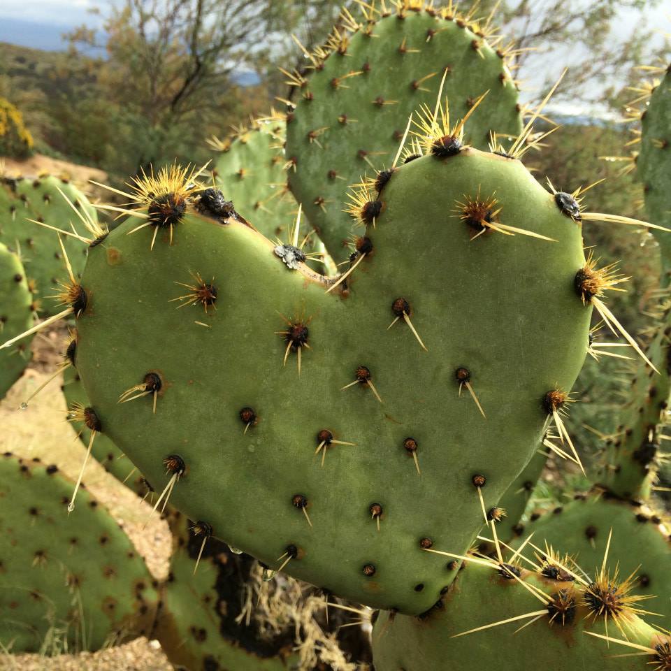 10635989_10204894499231014_3461699215158796268_n