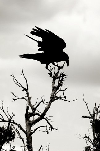 raven